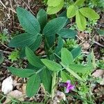 Lathyrus linifolius Агульны выгляд