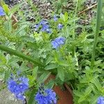 Veronica austriaca Staniste