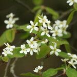 Amelanchier bartramiana