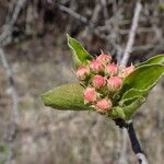 Malus coronaria Flower