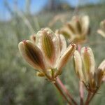 Lomatium triternatum Fruit