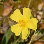 Tuberaria lignosa Blüte