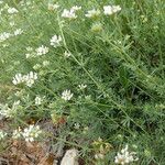 Dorycnium pentaphyllum Kvet