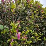 Magnolia liliiflora Habit