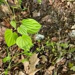 Dioscorea villosa 葉