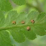 Dryopteris pentheri Blatt