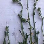 Linaria simplex Fruit