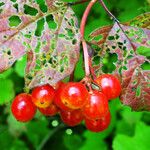 Viburnum opulus Gyümölcs