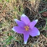 Colchicum longifolium Flower