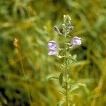 Scutellaria integrifolia Хабит