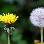 Taraxacum sect. Taraxacum Flower