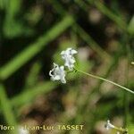 Asperula tinctoria Цветок