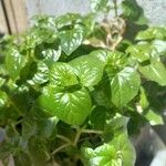 Peperomia pellucida Ліст