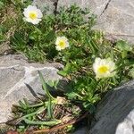 Ranunculus alpestris عادت