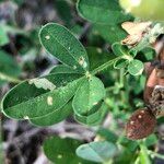 Crotalaria goreensis Hedelmä