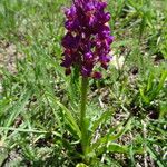 Dactylorhiza romana 整株植物