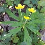 Anemone ranunculoides Fleur