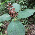 Miconia granatensis Leaf