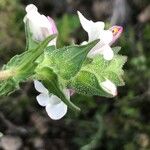 Bartsia trixago Květ