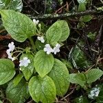 Omphalodes verna पत्ता