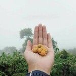 Rubus ellipticus Fruit