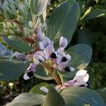 Vicia fabaKvet