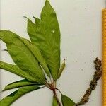 Chrysophyllum colombianum Other