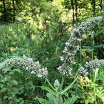 Mentha longifoliaFlower