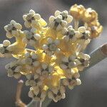 Asclepias albicans Cvet