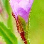 Epilobium parviflorum 花