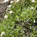 Antennaria carpatica 花