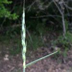 Aegilops cylindrica Fruit