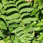 Cirsium erisithales Leaf