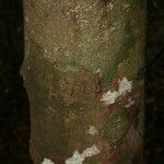 Abarema gallorum Ŝelo
