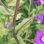 Legousia speculum-veneris Blatt