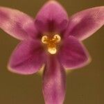 Brodiaea appendiculata फूल