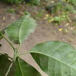 Cavacoa quintasii Blatt