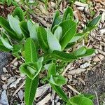 Asclepias viridiflora Hoja