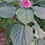 Clerodendrum bungeiHabit