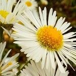 Erigeron annuus പുഷ്പം