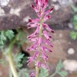 Fumaria officinalisFlower