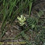 Astragalus vesicarius Vekstform