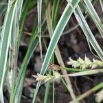 Carex conica Folha