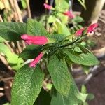 Salvia dorisiana Leaf