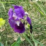 Iris marsica Flor