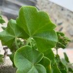 Pelargonium peltatum Leaf