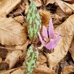 Erythronium dens-canis List