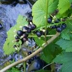 Ribes americanum Plod