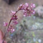 Polystachya concreta Flower