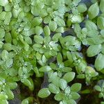 Callitriche brutia Mosusu